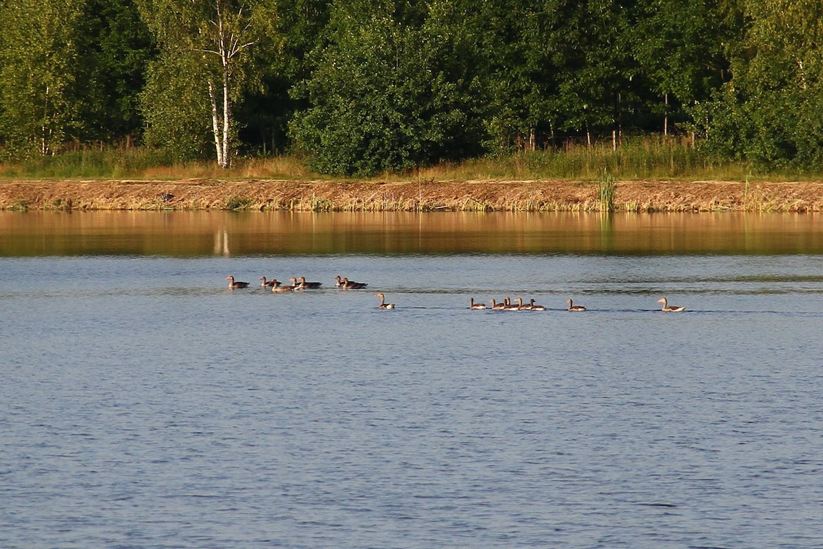 Graylag Goose - ML620182174