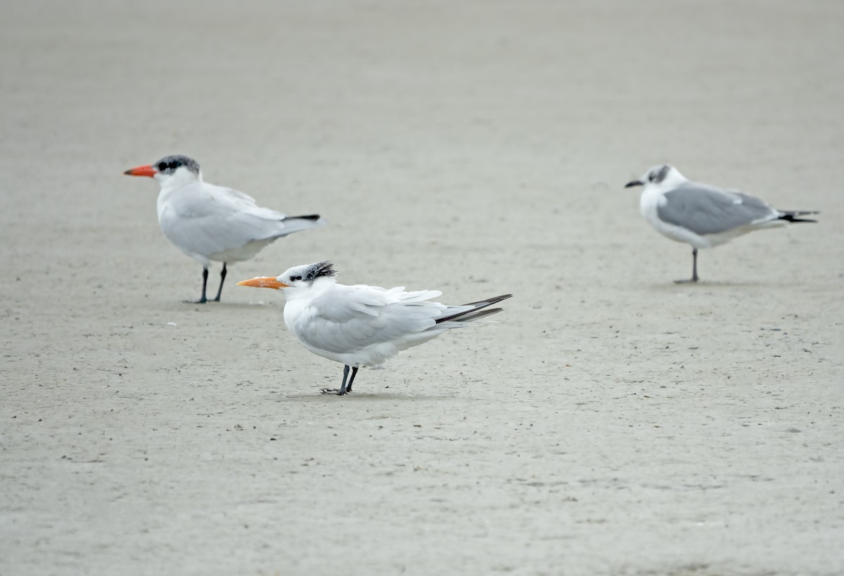 Caspian Tern - ML620182176