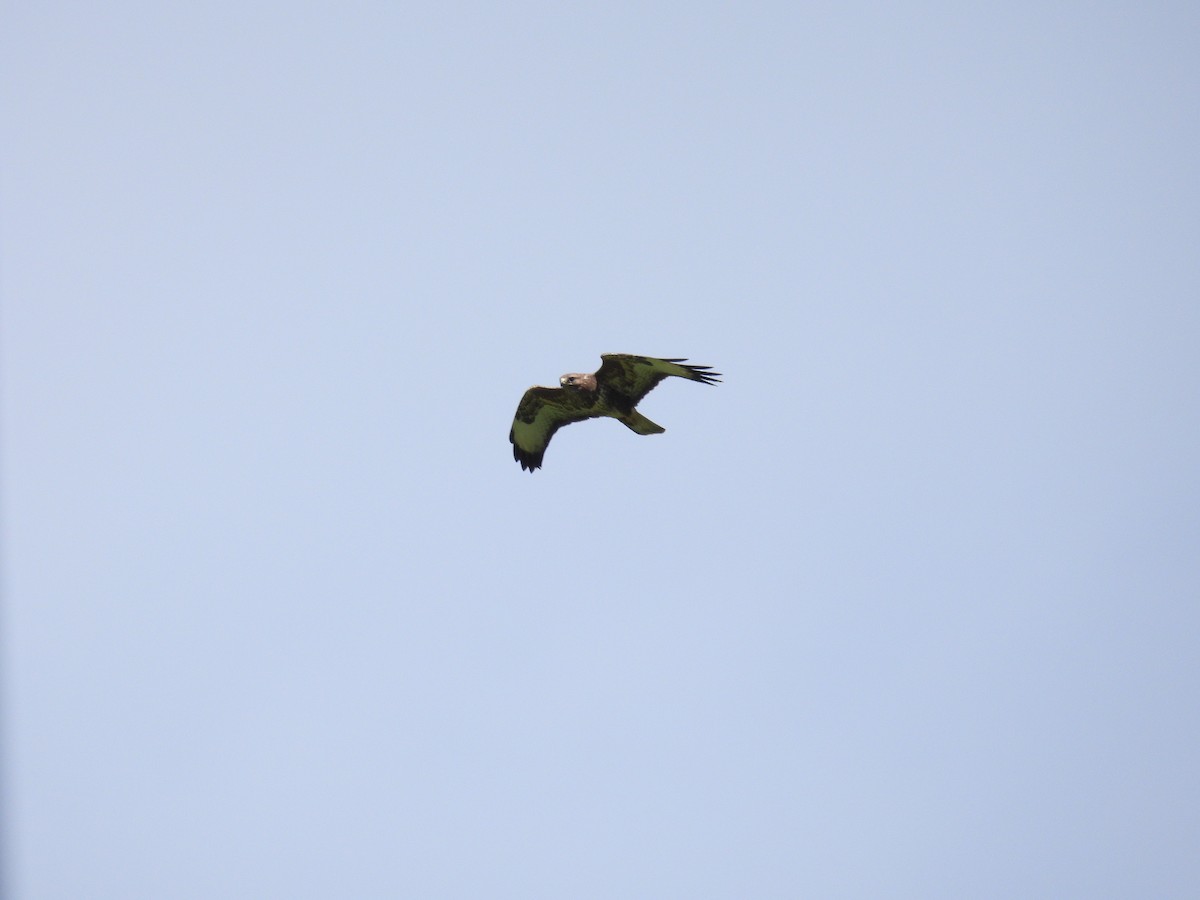 Common Buzzard - ML620182178