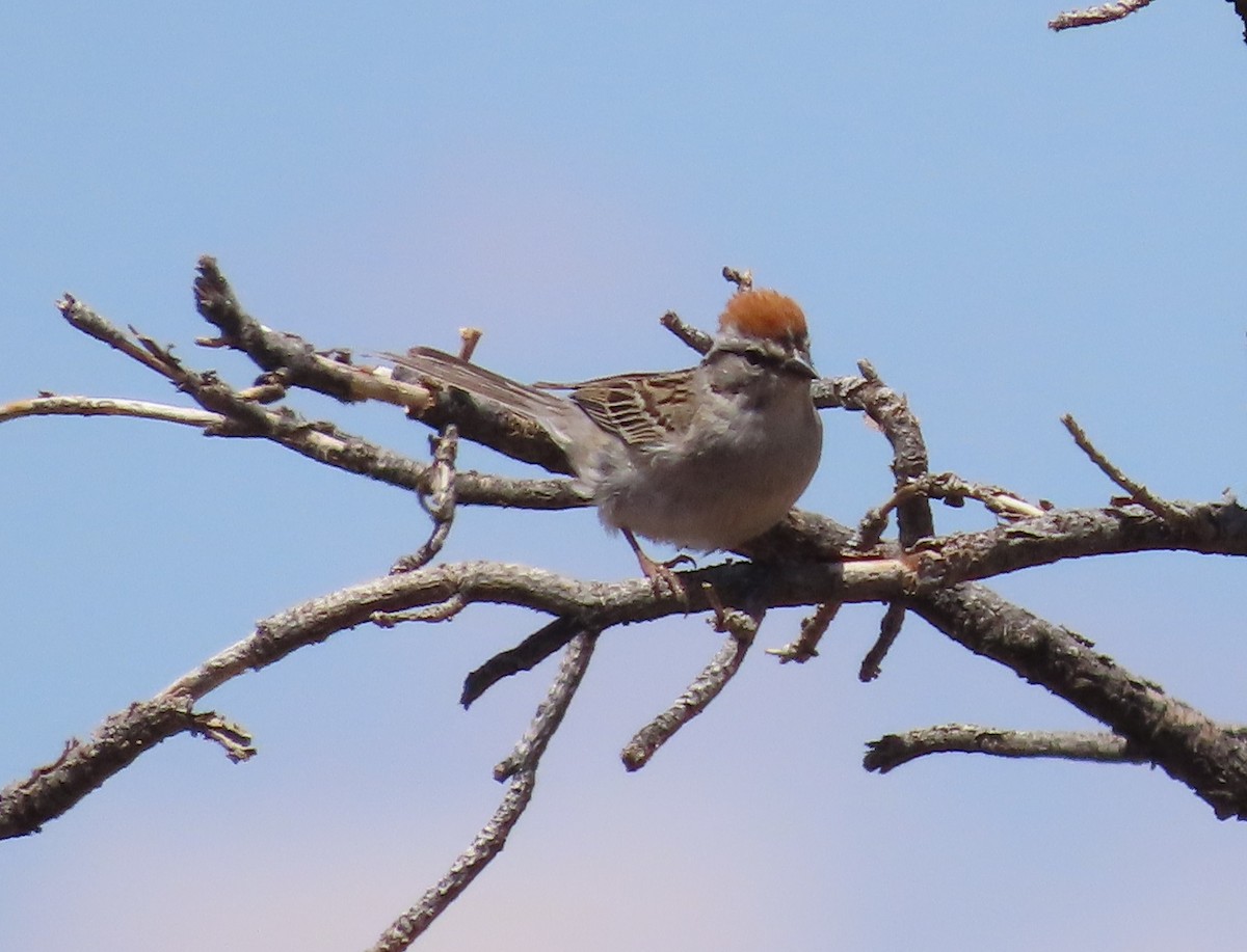 Chipping Sparrow - ML620182180