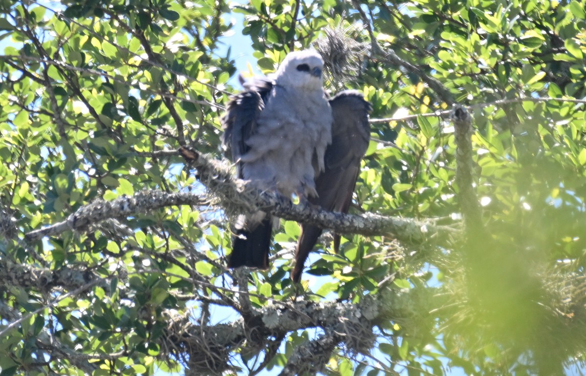 Mississippi Kite - ML620182182