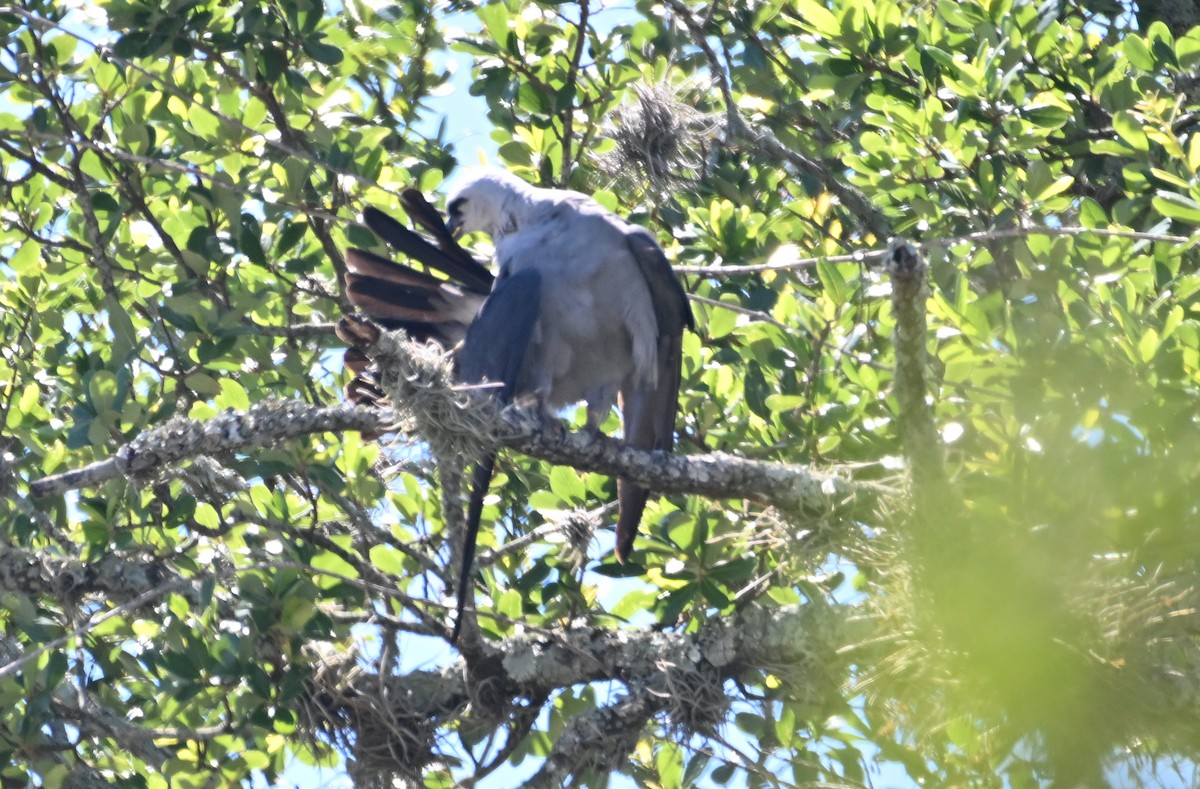 Mississippi Kite - ML620182183