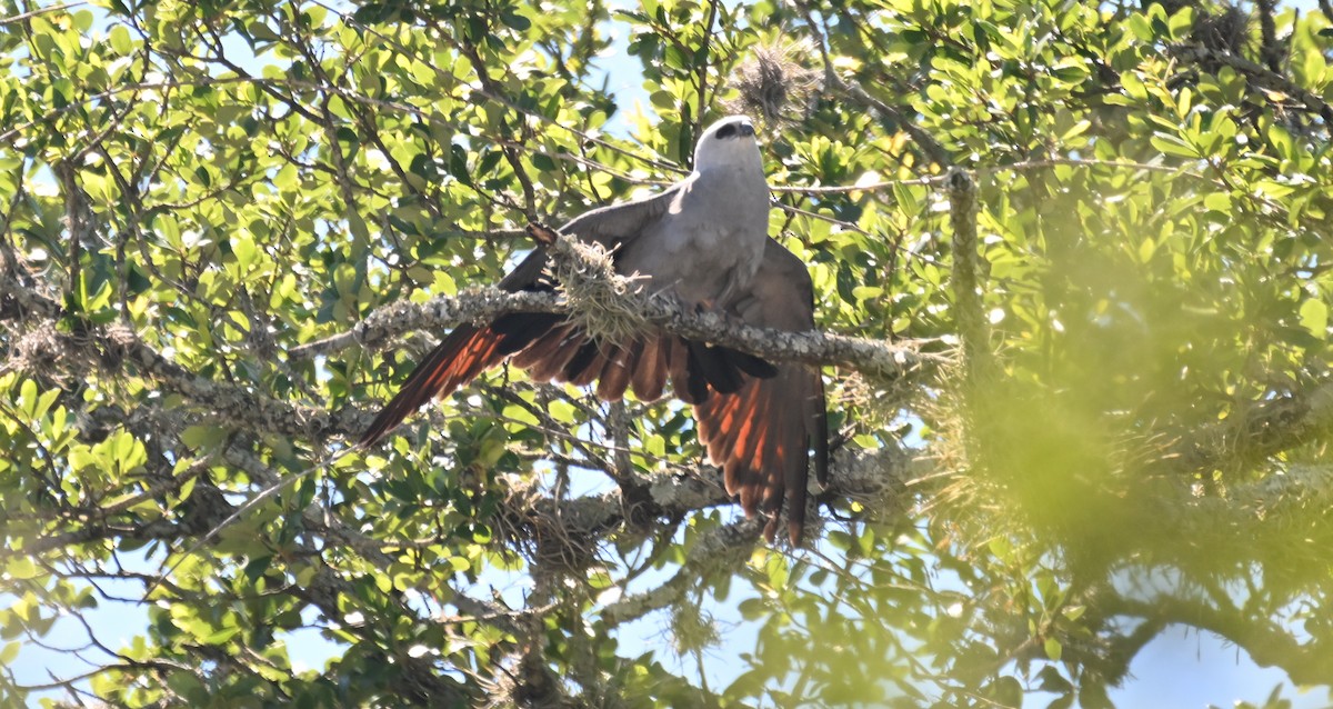 Mississippi Kite - ML620182184