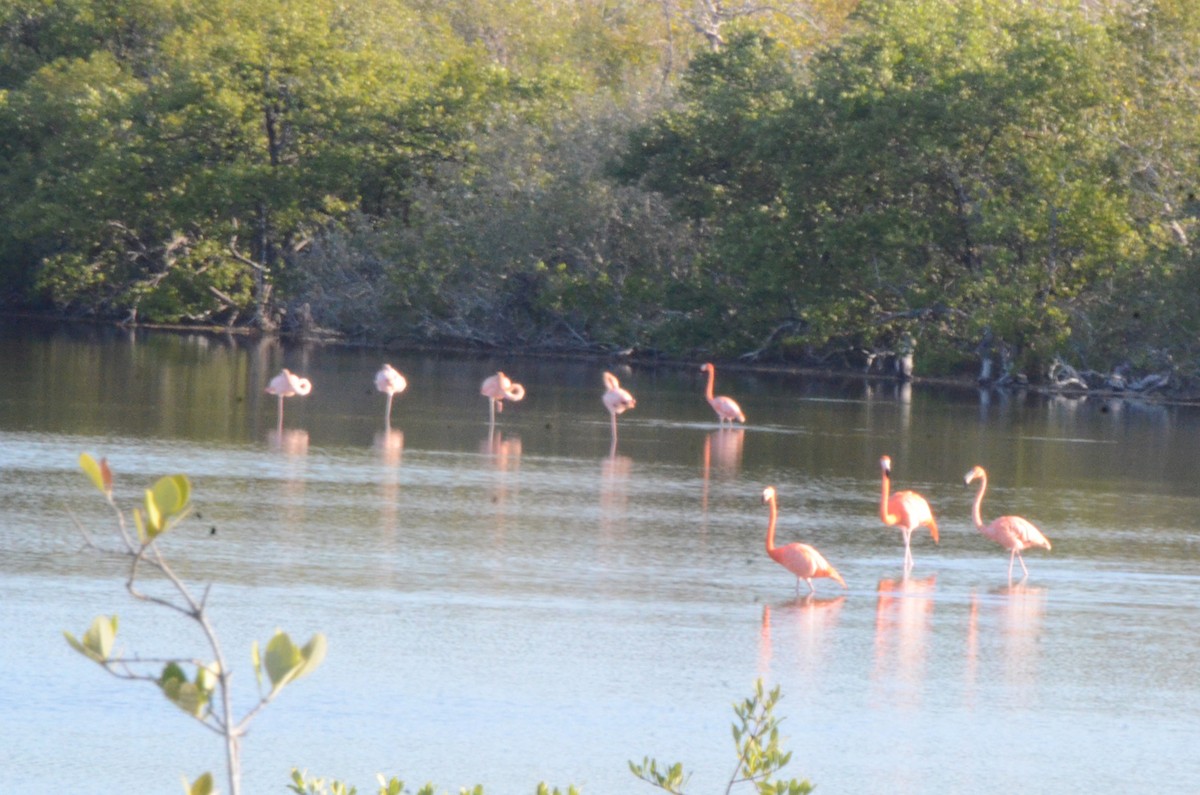 American Flamingo - ML620182185