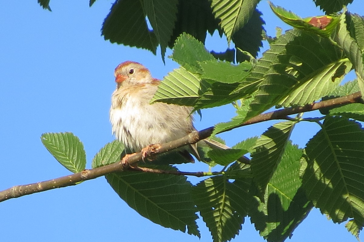 Field Sparrow - ML620182187