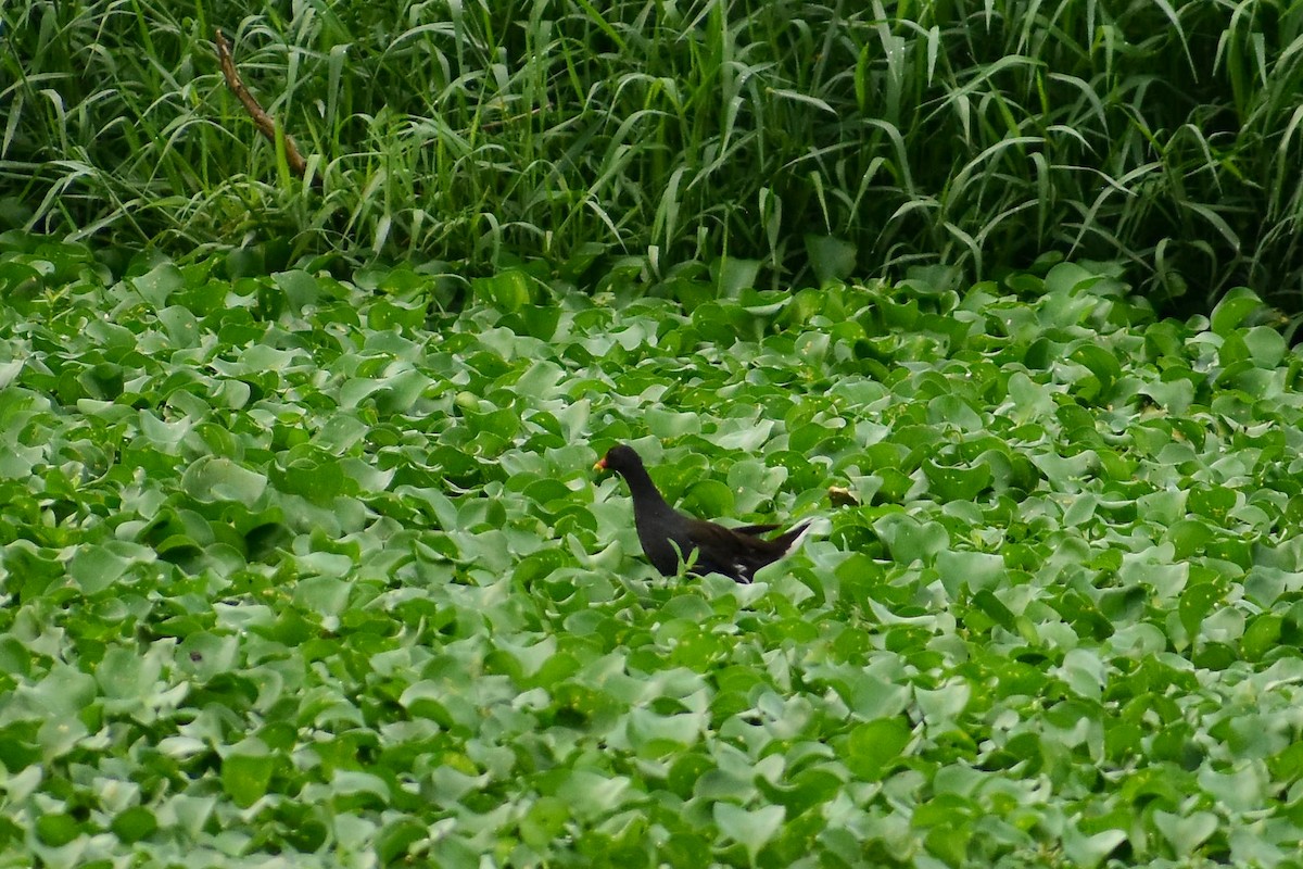 Eurasian Moorhen - ML620182189