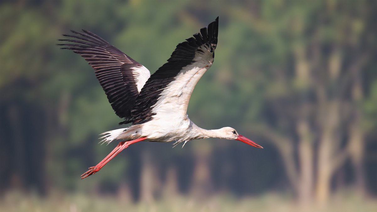 White Stork - ML620182191