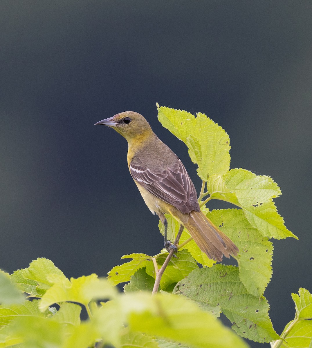 Orchard Oriole - ML620182194