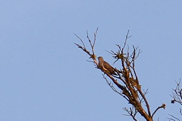 Common Cuckoo - ML620182202