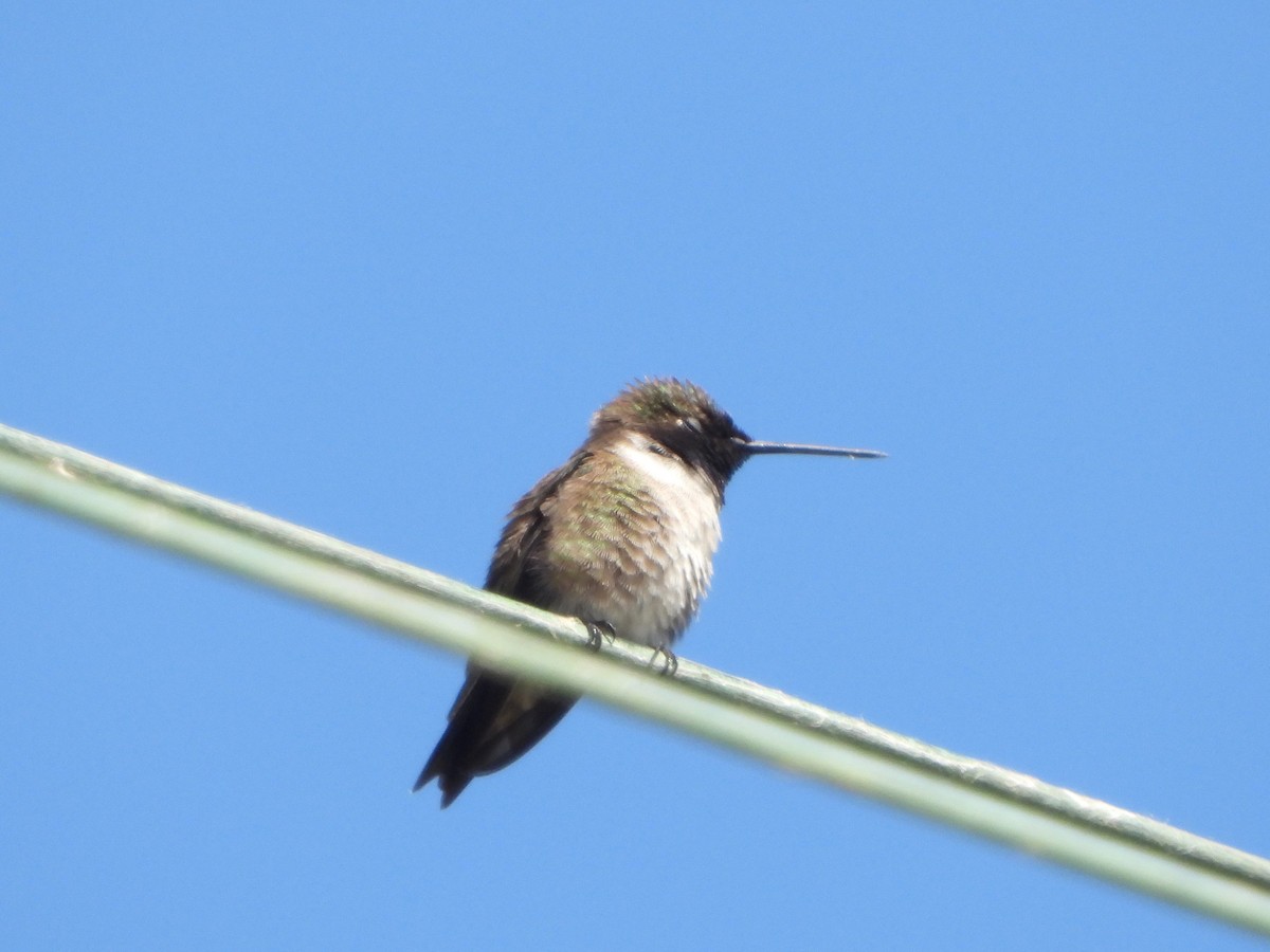 Black-chinned Hummingbird - ML620182203