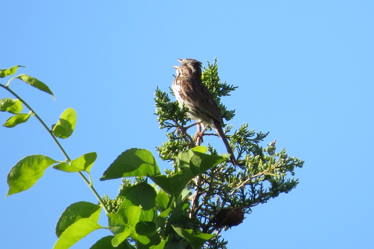 Song Sparrow - ML620182204