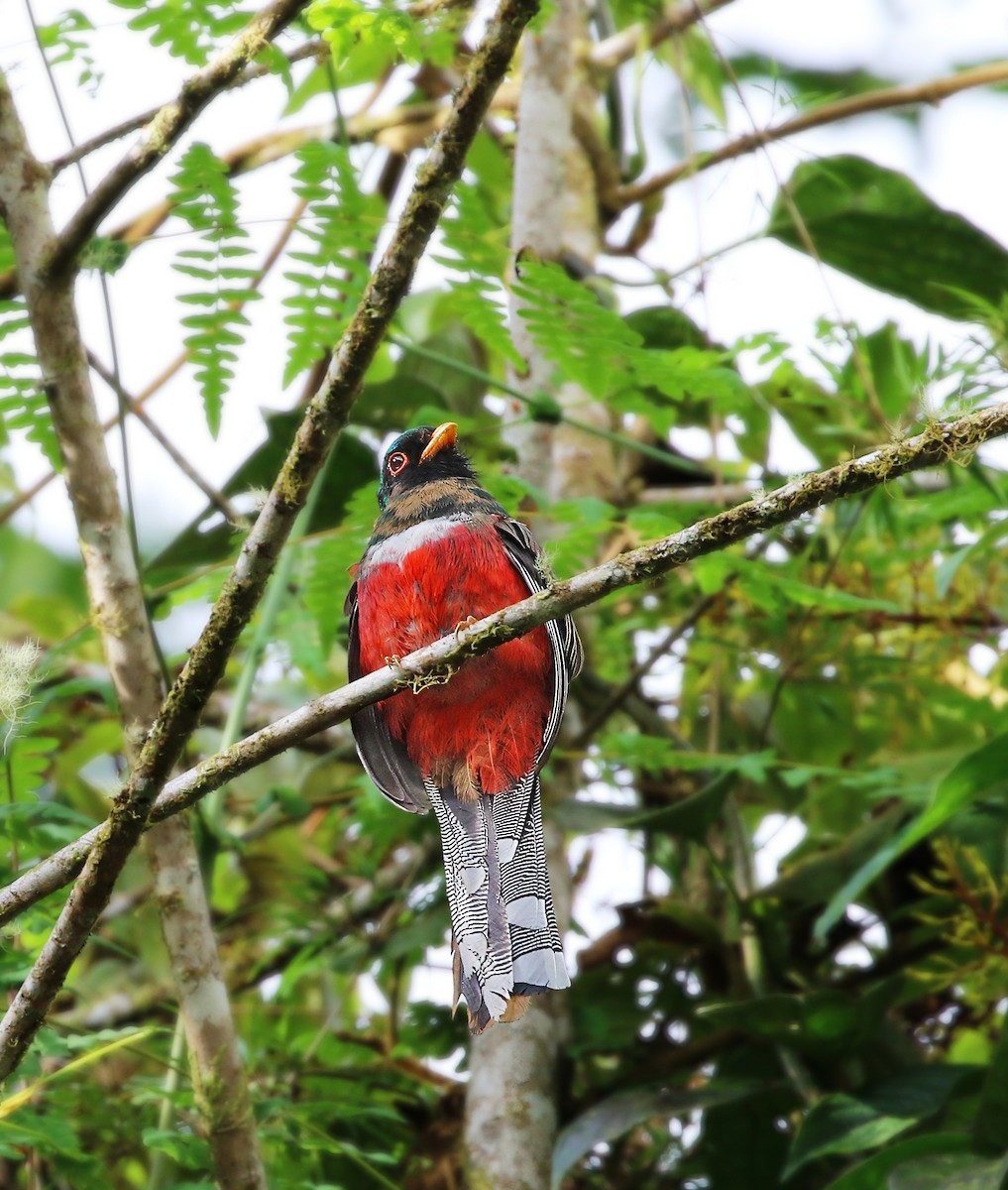 Trogon masqué - ML620182208