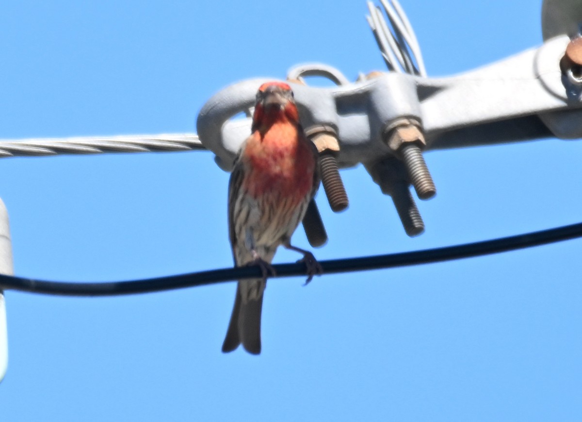 House Finch - ML620182209