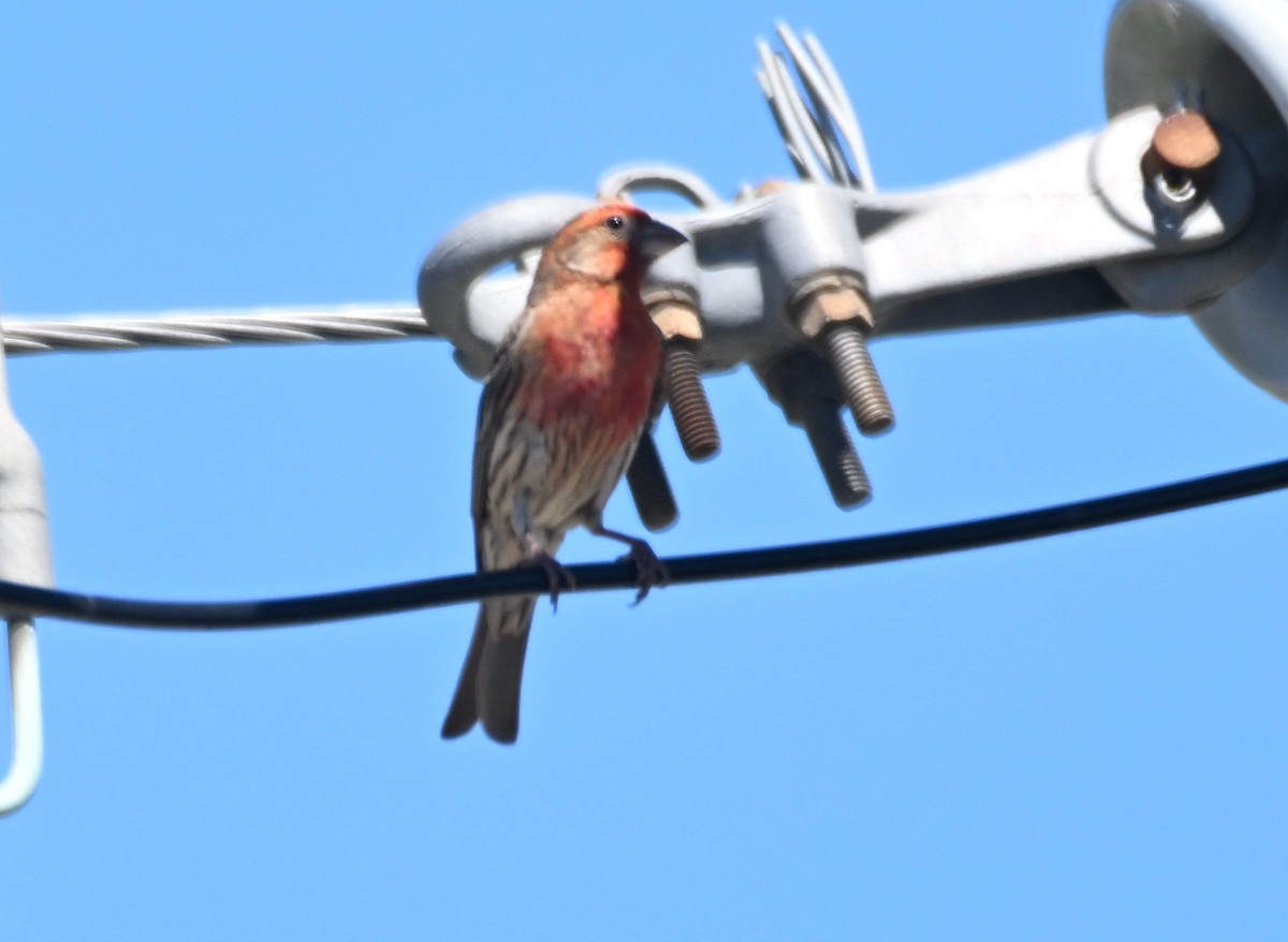 House Finch - ML620182210