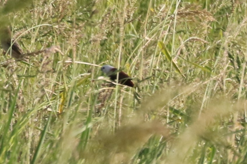 White-headed Munia - ML620182218