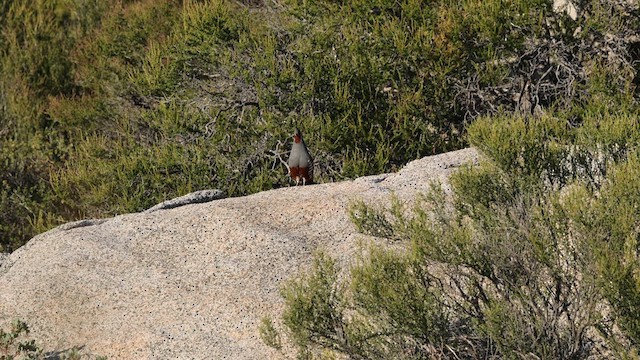 Mountain Quail - ML620182219