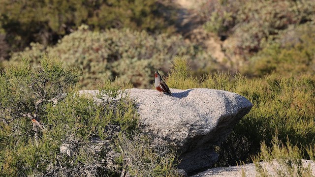 Mountain Quail - ML620182221