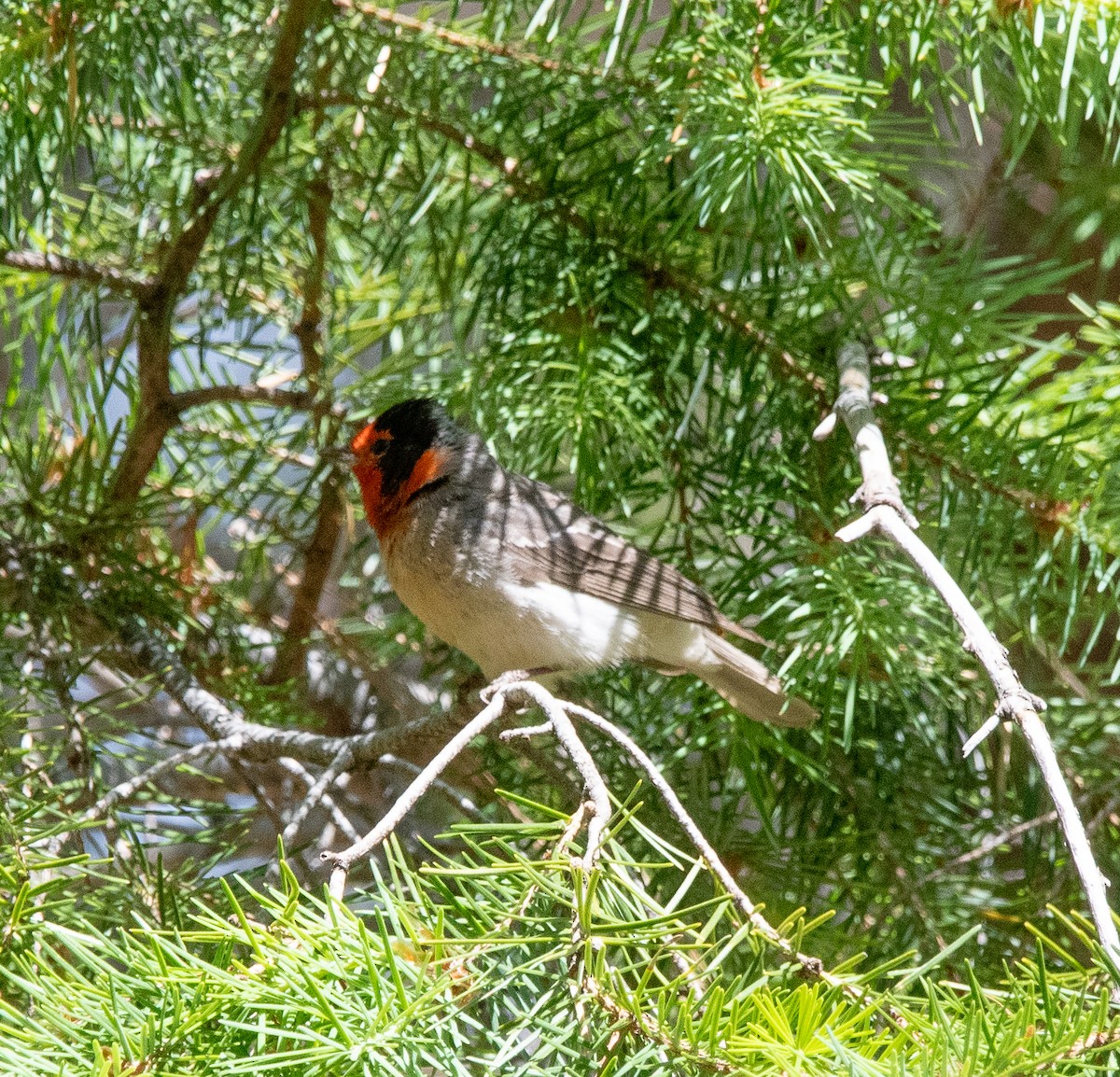 Paruline à face rouge - ML620182223