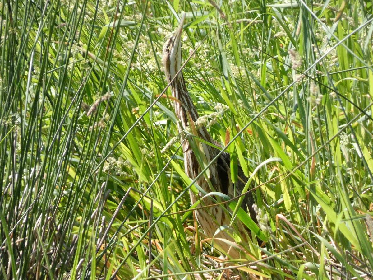 American Bittern - ML620182227