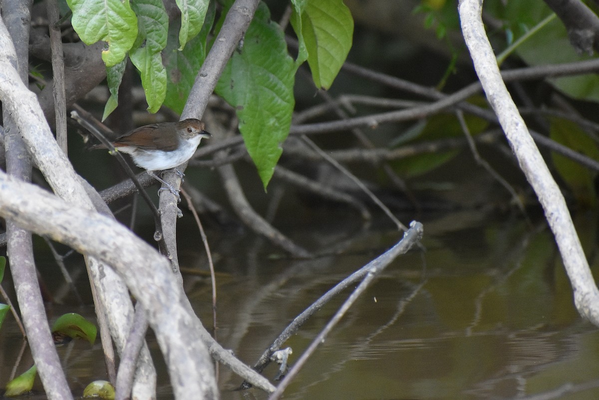 White-chested Babbler - ML620182232