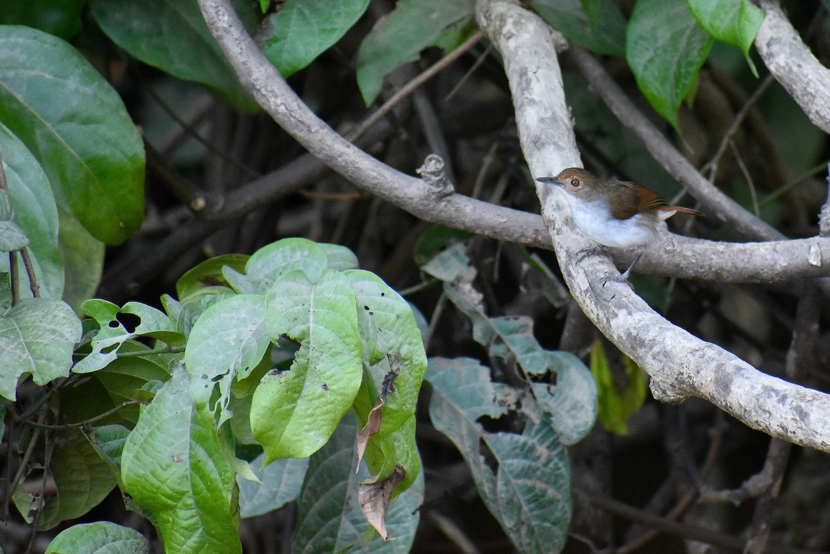 White-chested Babbler - ML620182233