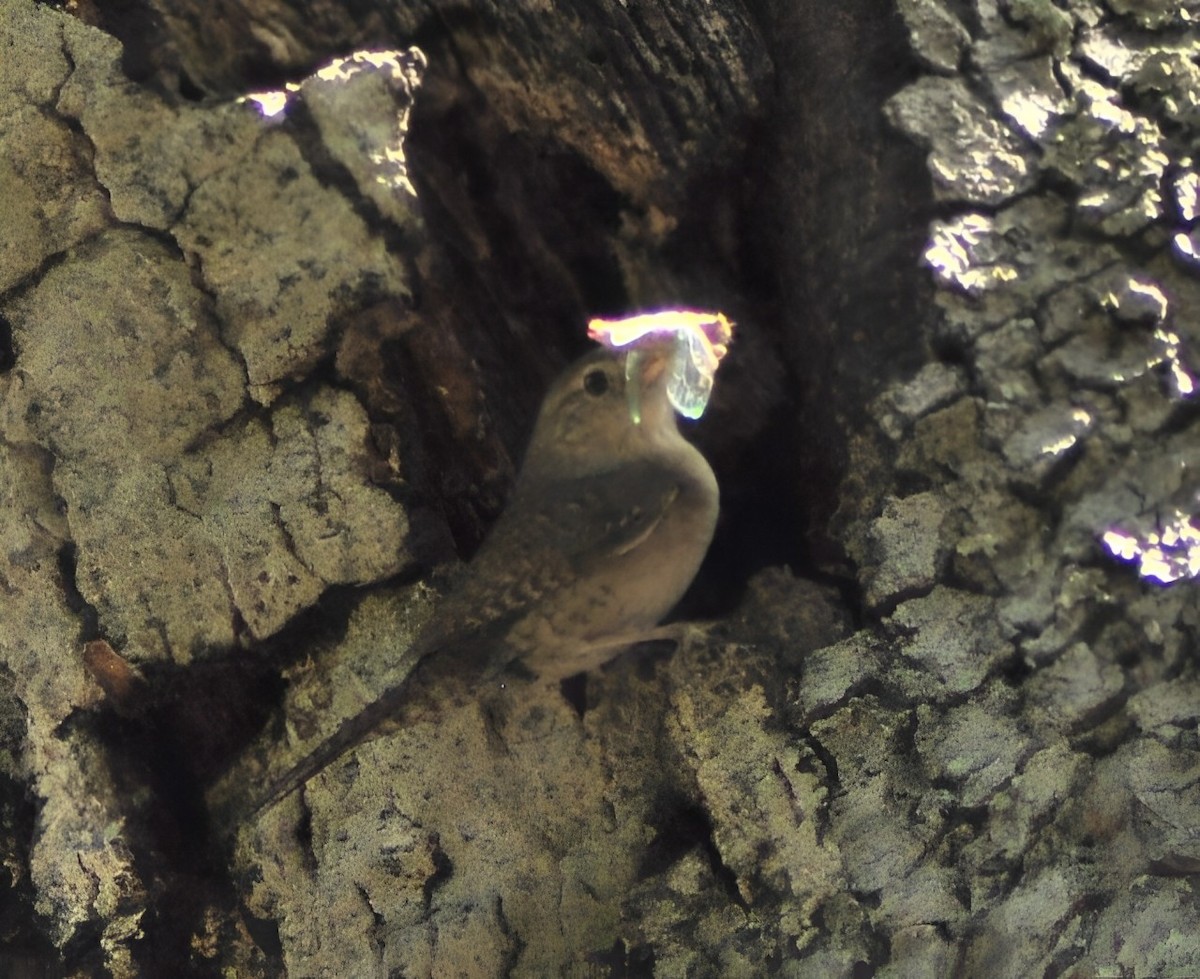 Bewick's Wren - ML620182237