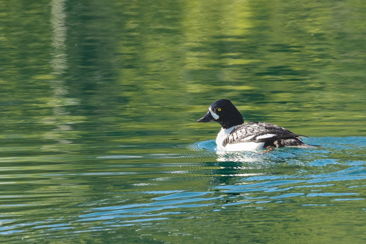 Barrow's Goldeneye - ML620182247