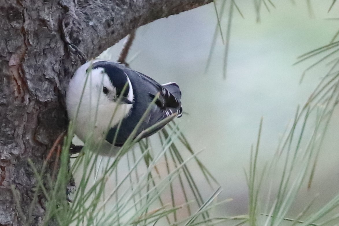 White-breasted Nuthatch - ML620182250