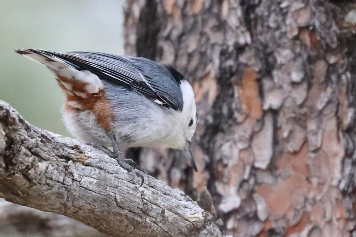 White-breasted Nuthatch - ML620182251