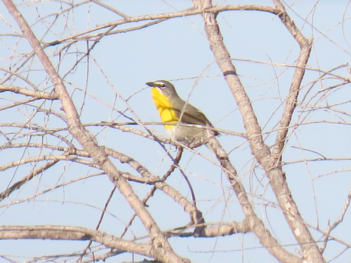 Yellow-breasted Chat - ML620182256