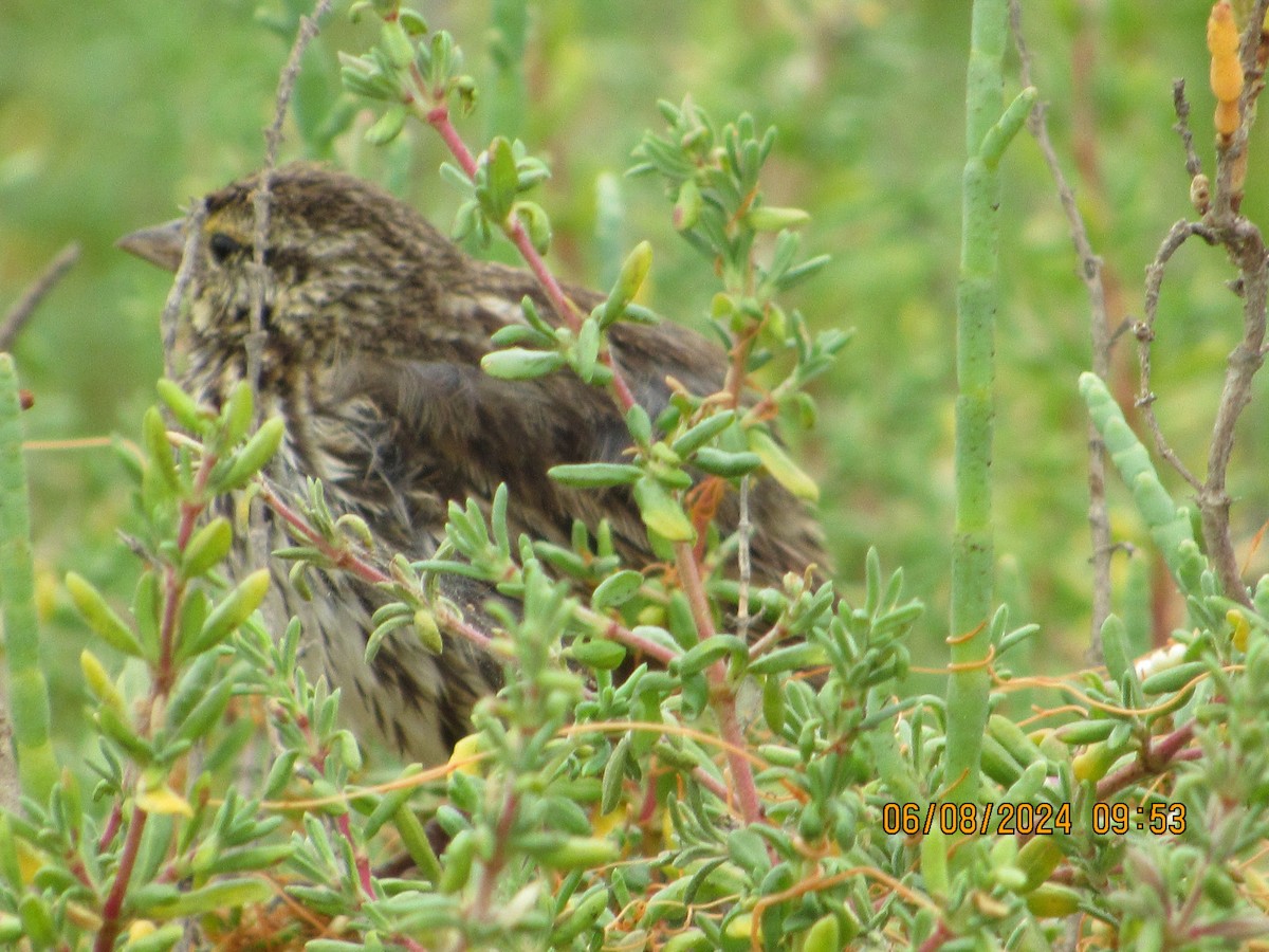 Savannah Sparrow - ML620182257