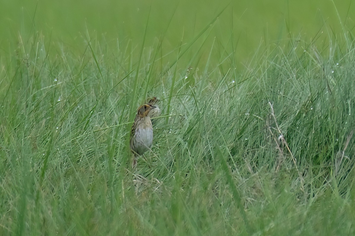 Saltmarsh Sparrow - ML620182260