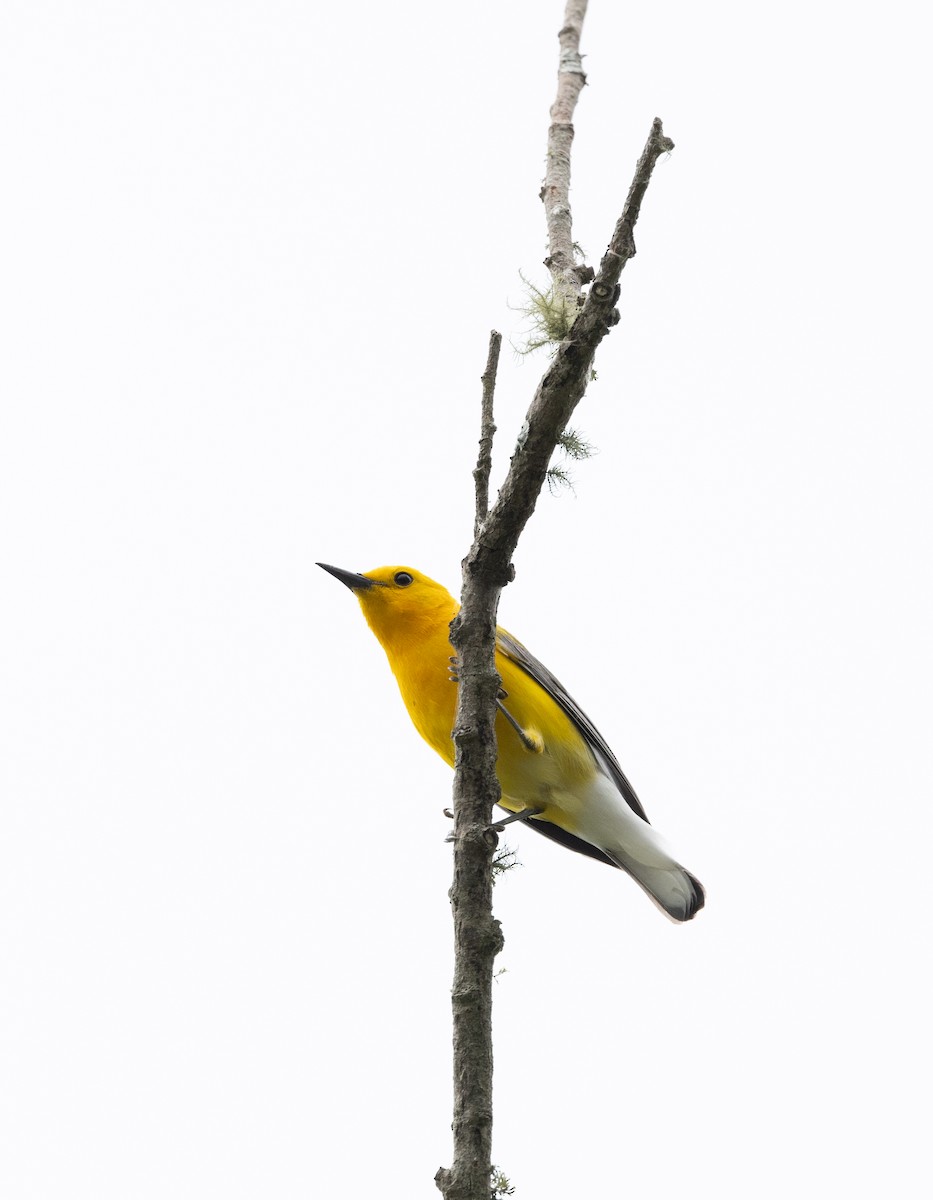 Prothonotary Warbler - ML620182263