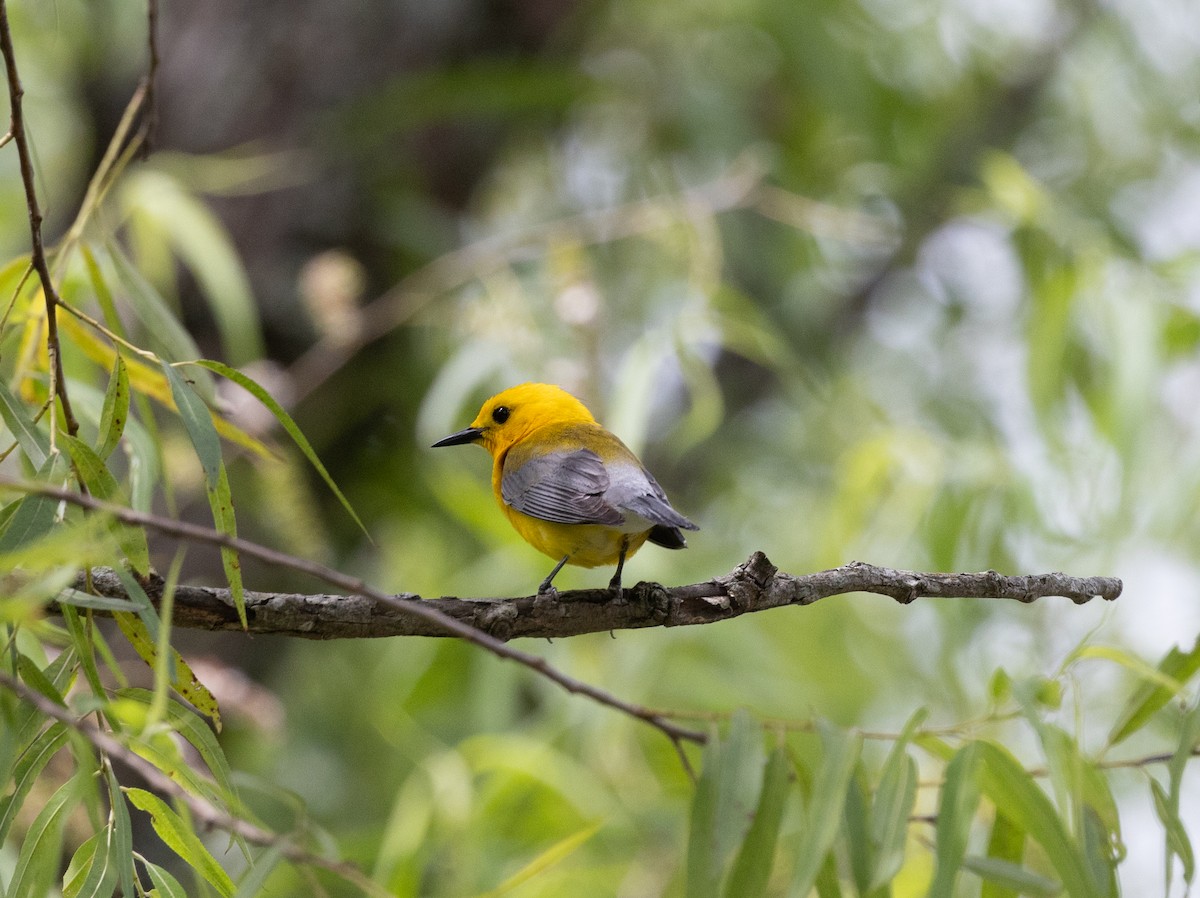 Prothonotary Warbler - ML620182264