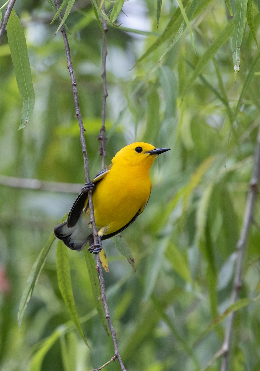Prothonotary Warbler - ML620182265