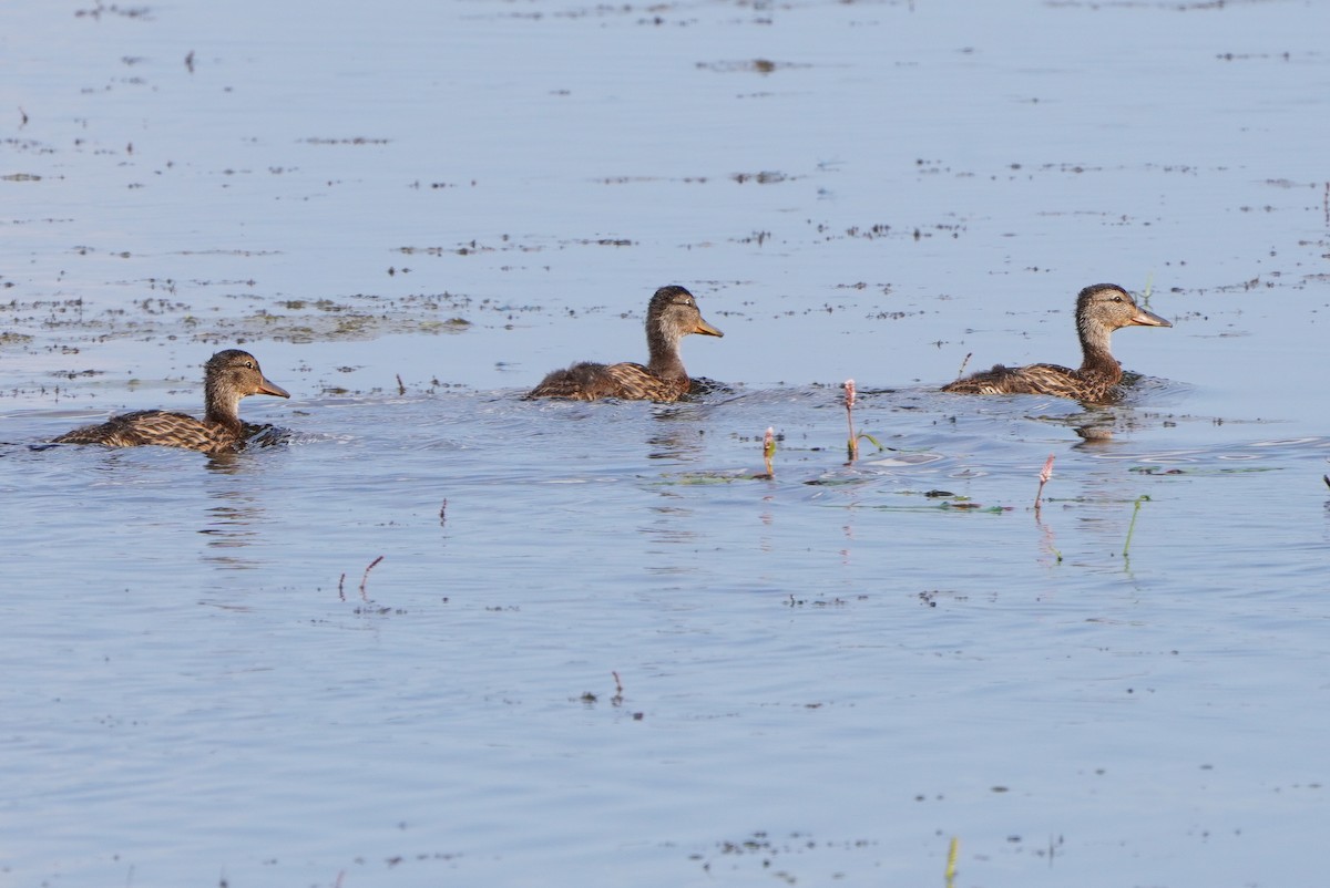 Mallard - ML620182267