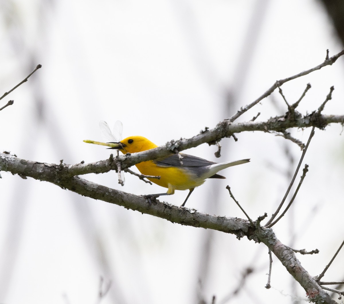 Prothonotary Warbler - ML620182270