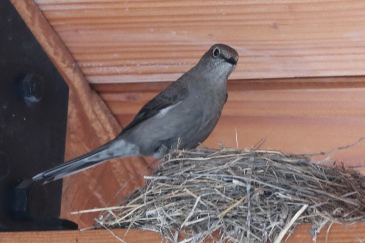 Townsend's Solitaire - ML620182272