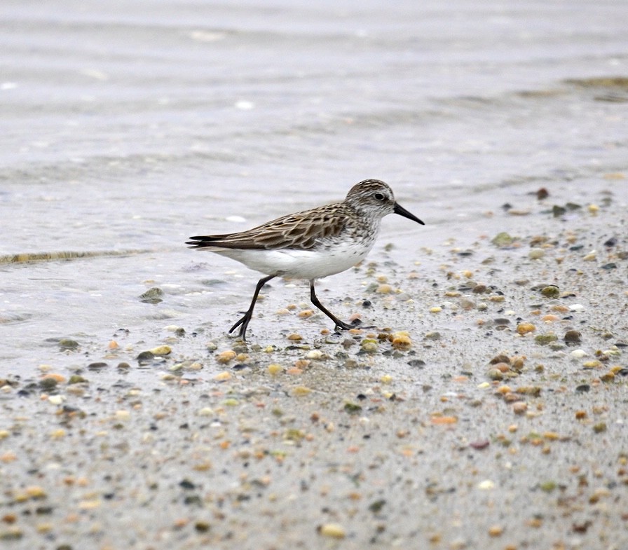 Charadriiformes, unbestimmt - ML620182276