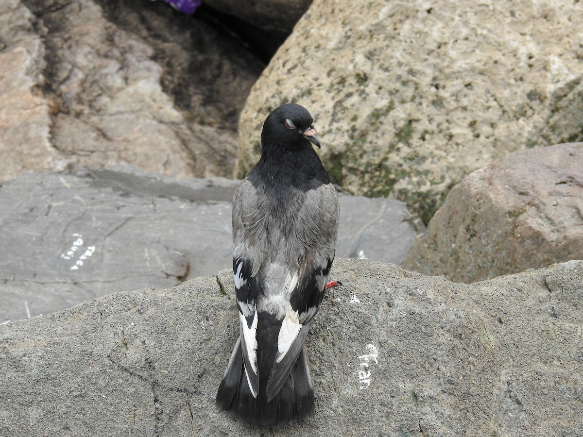 Rock Pigeon (Feral Pigeon) - ML620182279