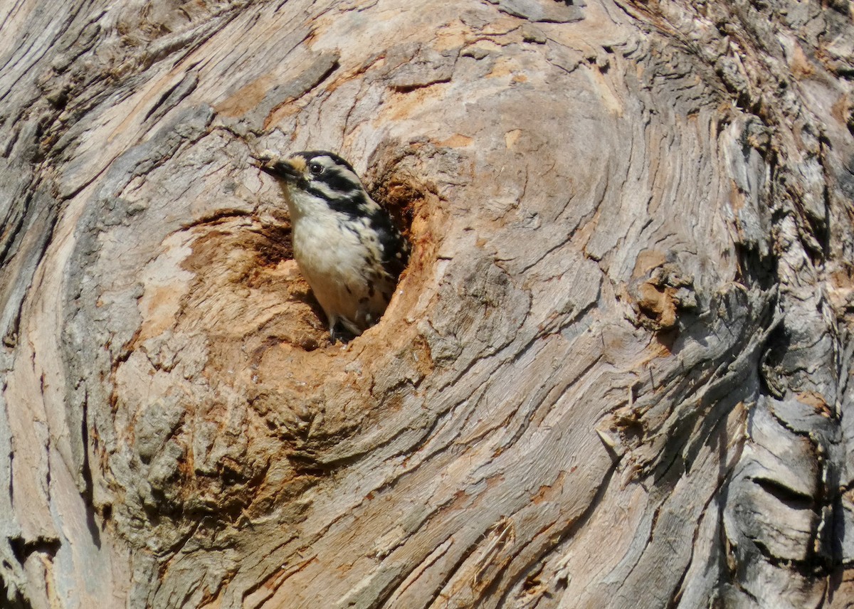 Nuttall's Woodpecker - ML620182296