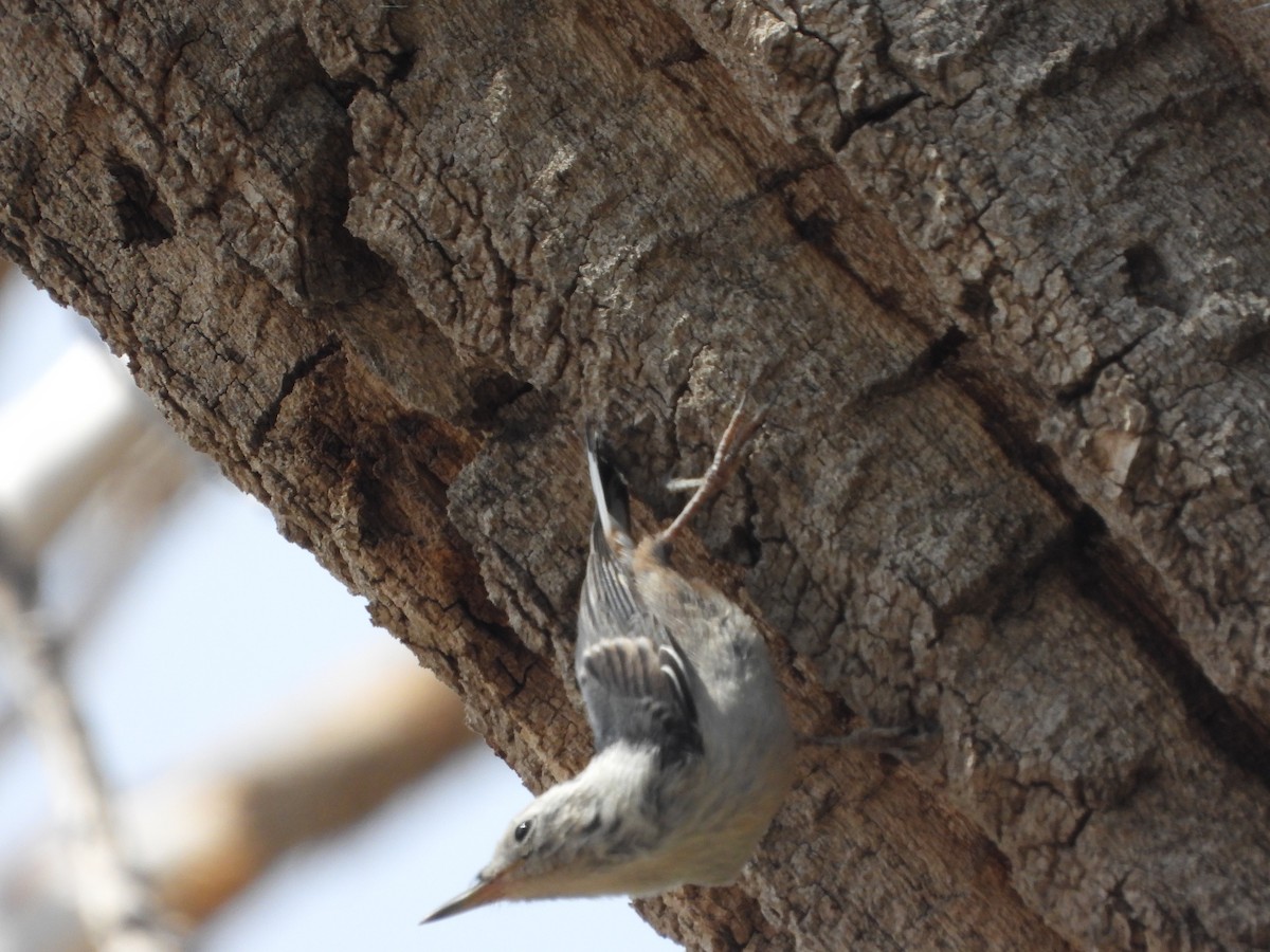 White-breasted Nuthatch - ML620182298