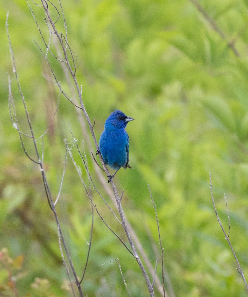 Indigo Bunting - ML620182302