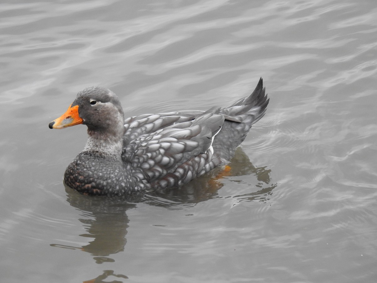 Langflügel-Dampfschiffente - ML620182307