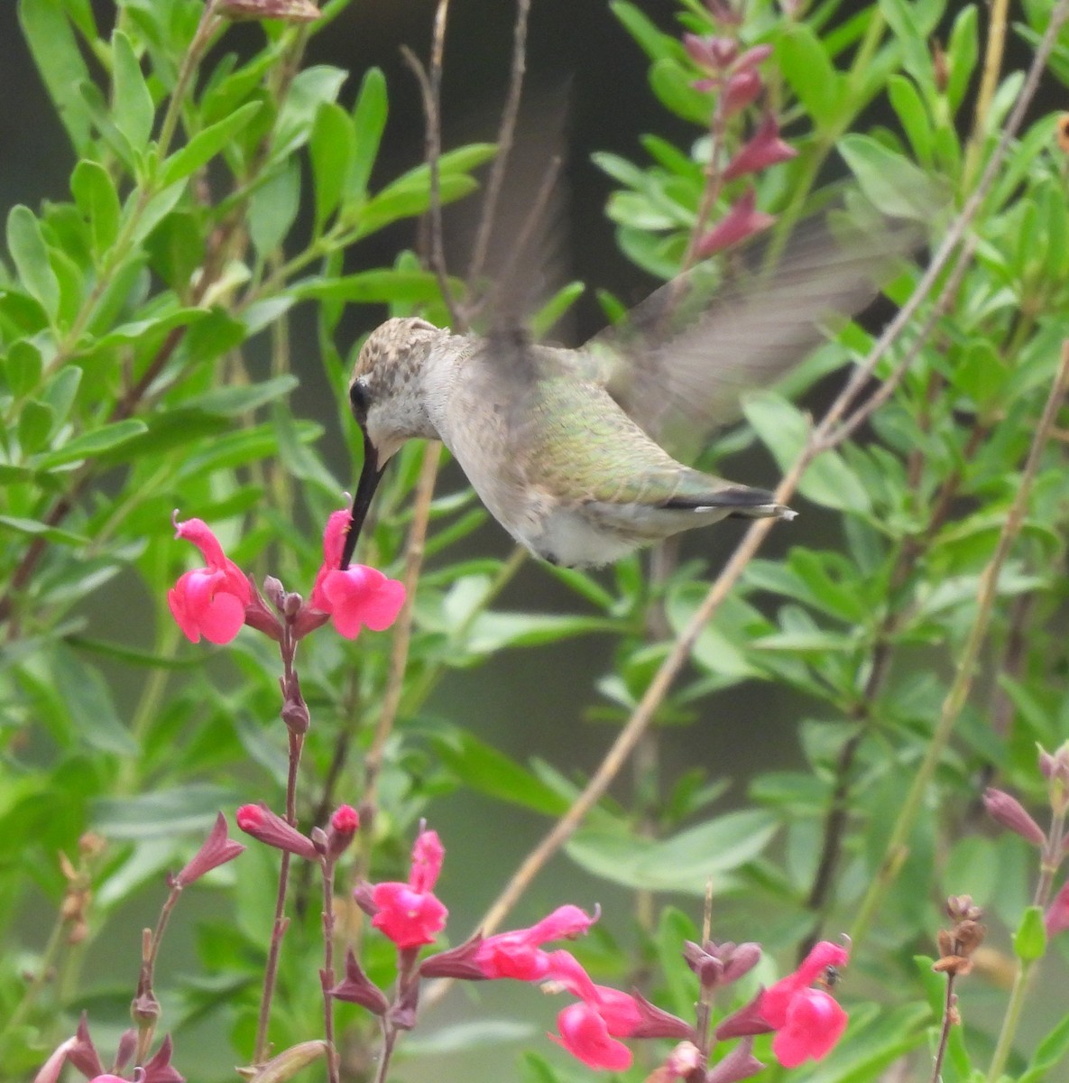 Black-chinned Hummingbird - ML620182308