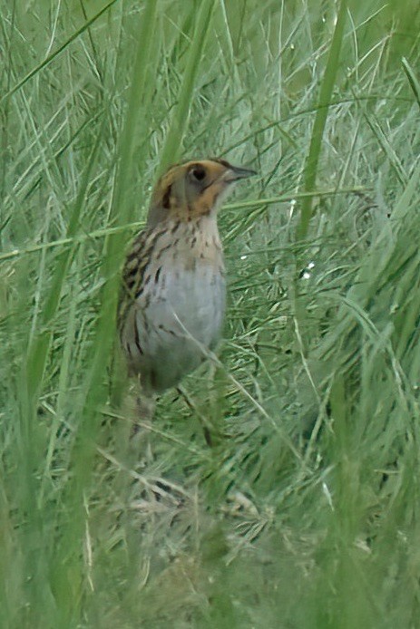 Saltmarsh Sparrow - ML620182309