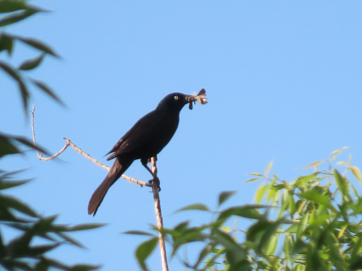 Great-tailed Grackle - ML620182312