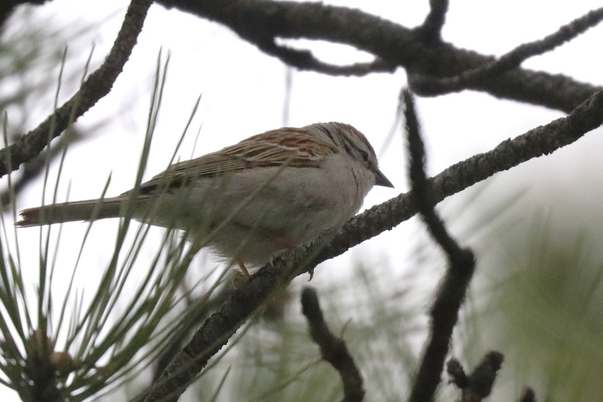 Chipping Sparrow - ML620182314