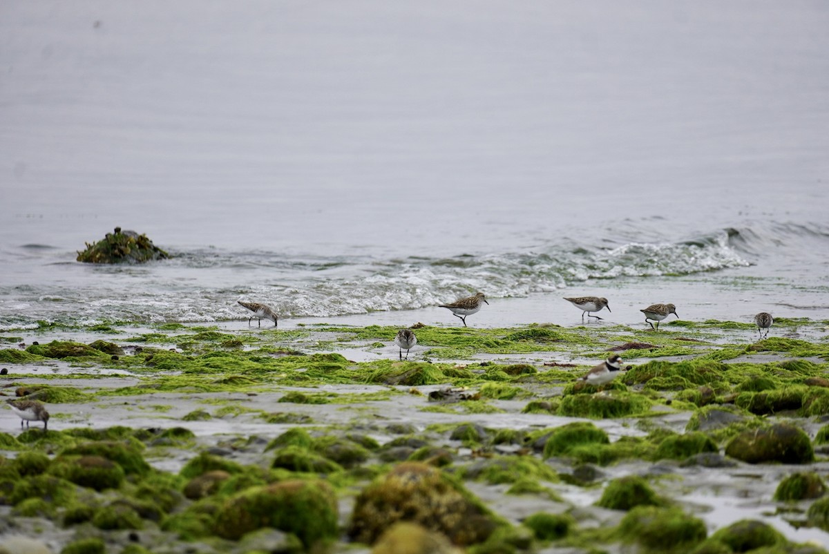 tanımsız Charadriiformes sp. - ML620182321