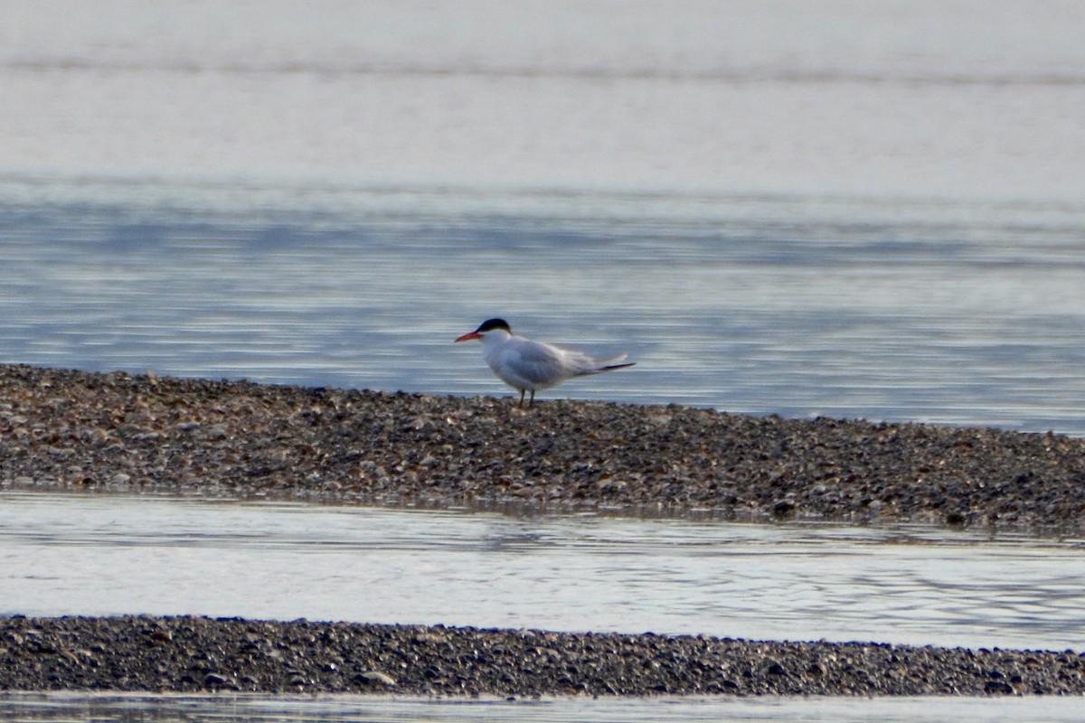 Caspian Tern - ML620182326